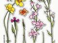 SD Clear Stamp Wildflowers